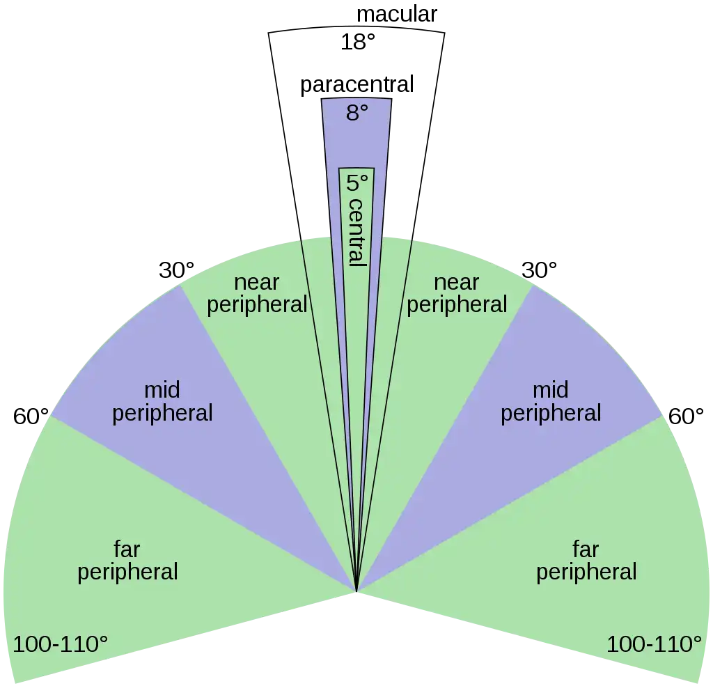 Peripheral vision of the human eye by Zyxwv99